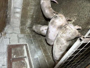 Vând porci de carne 80-150 kg - imagine 4