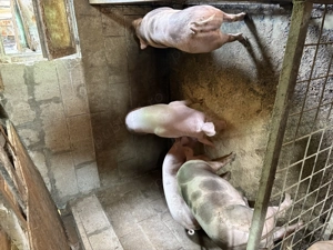 Vând porci de carne 80-150 kg - imagine 5