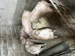 Vând porci de carne 80-150 kg - imagine 3