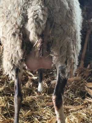 Vând oi rasa Romanov - imagine 2