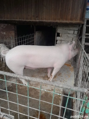 Vand porci  - imagine 4