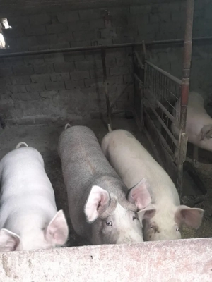 Vand porci  - imagine 3