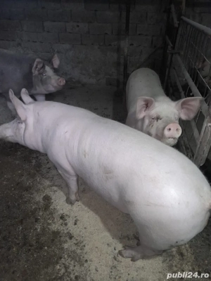 Vand porci  - imagine 2