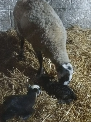 Vând oi rasa Romanov