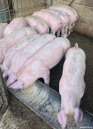 vând soldani rasa de calitate de carne medie 35 kg  10 mascul castrați 2 femele 