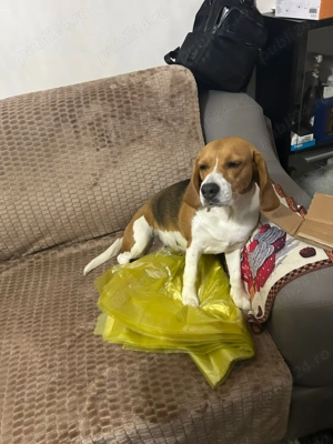 beagle de vanzare