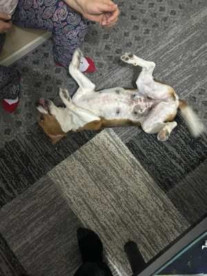 beagle de vanzare - imagine 3