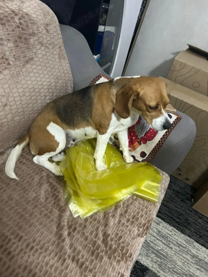 beagle de vanzare - imagine 2