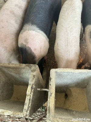 Porci de vânzare - imagine 5