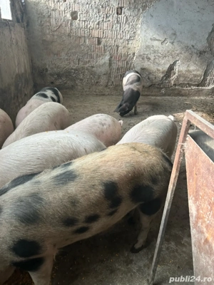Porci de vânzare - imagine 2