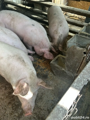 Porci de vânzare - imagine 4