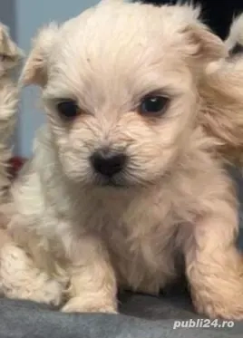 Bichon Maltese cu pedigree 