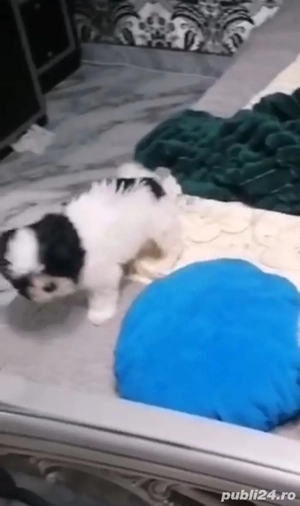 shih tzu rasă pură băiat si fată ajut cu transport în țară contra cost - imagine 2