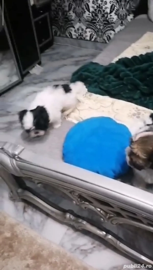 shih tzu rasă pură băiat si fată ajut cu transport în țară contra cost - imagine 4