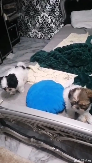 shih tzu rasă pură băiat si fată ajut cu transport în țară contra cost - imagine 5