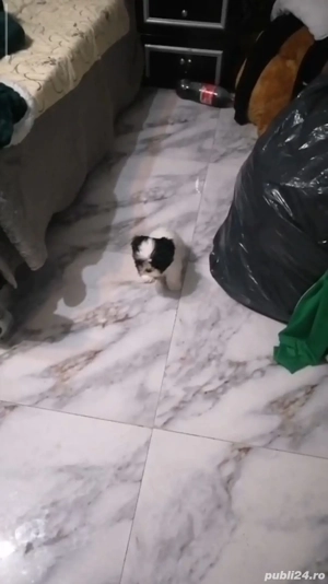 shih tzu rasă pură băiat si fată ajut cu transport în țară contra cost - imagine 3