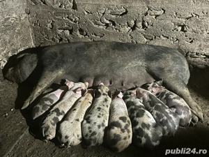 Scroafa cu purcei  - imagine 2