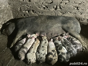 Scroafa cu purcei  - imagine 3
