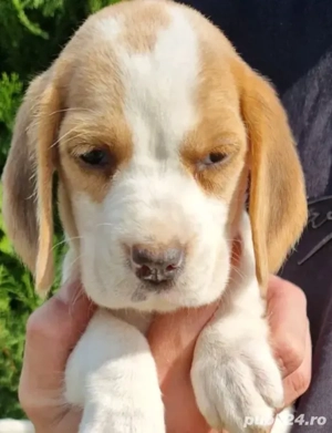 Beagle fetita
