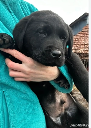 Labrador Retriever Negru pui 