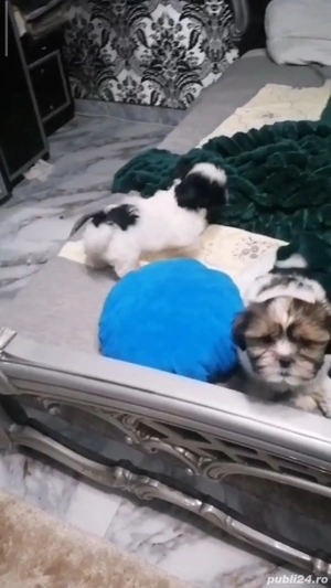 shih tzu talie mica ajut cu transport în țară - imagine 5