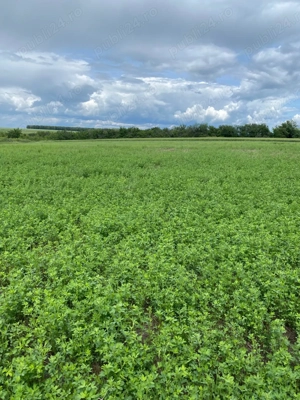 Vând teren intravilan și extravilan 