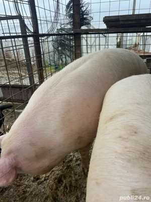 Porci Craciun - imagine 3