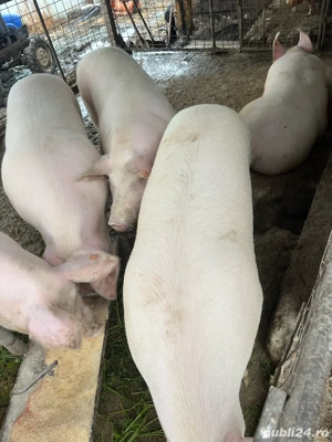 Porci Craciun - imagine 2