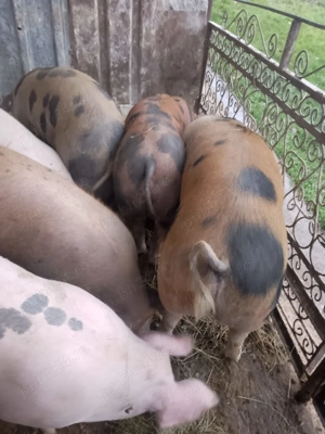 Vând porci de tăiat  - imagine 2