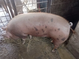 Vând porci de tăiat 