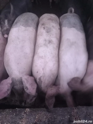 Porci de vanzare crescuti natural 