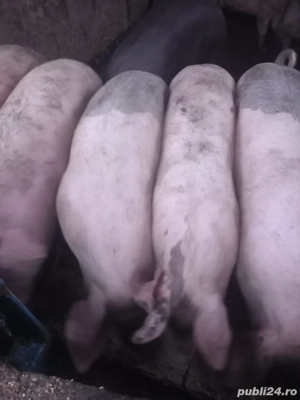 Porci de vanzare crescuti natural 