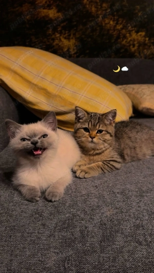 Pisici British Shorthair