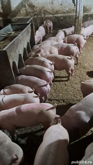 Vand purcei rasa de carne - imagine 3