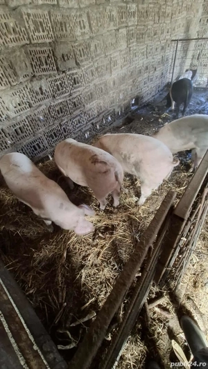 porci de la 90 kg la 140  cu 12 lei kg