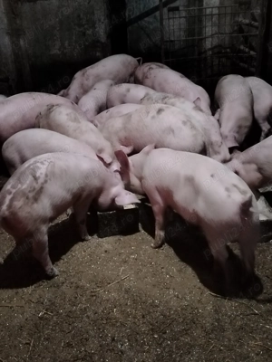 Disponibili soldani și purcei 