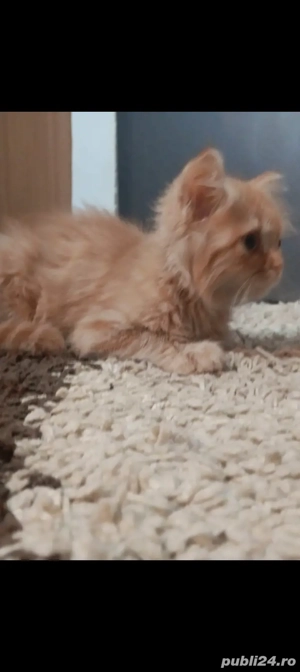 Vand pisoi metis British Shorthair - imagine 5