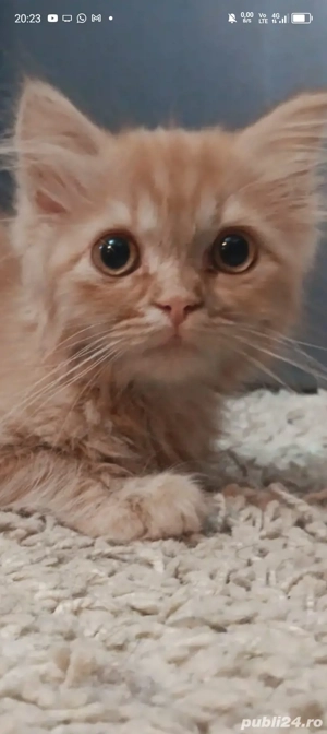 Vand pisoi metis British Shorthair