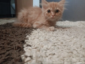 Vand pisoi metis British Shorthair - imagine 4