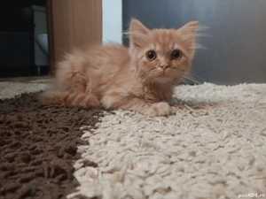 Vand pisoi metis British Shorthair - imagine 2