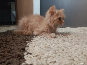 Vand pisoi metis British Shorthair - imagine 3