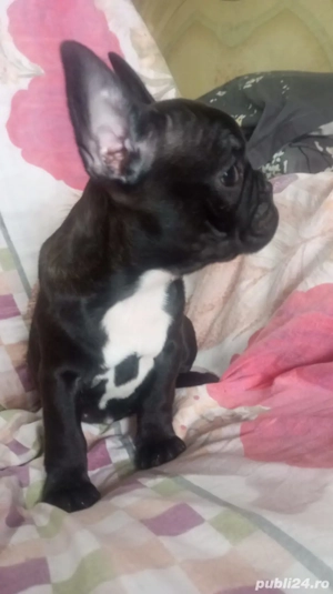 bulldog francez Femelă  - imagine 3