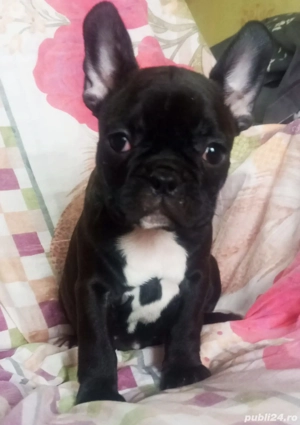 bulldog francez Femelă  - imagine 2