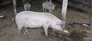 Porci de vanzare 