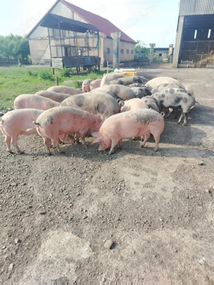 Disponibili porci consum 