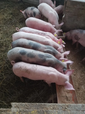 Vând purcei rasă de carne petrean cu marele alb și găini  - imagine 5