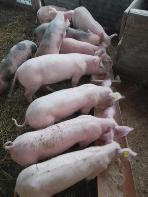 Vând purcei de carne și găini 