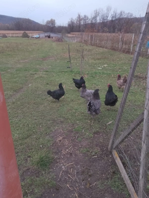 Vând purcei rasă de carne petrean cu marele alb și găini  - imagine 4