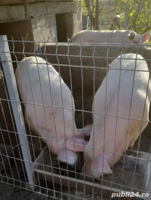 Porci de vânzare 