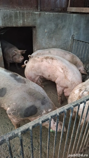Vand porci de carne - imagine 3